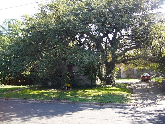Oak Tree