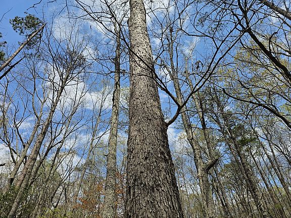 Mature white oak on the central portion of the property.