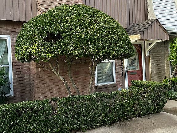 Mature Yard at Sunset