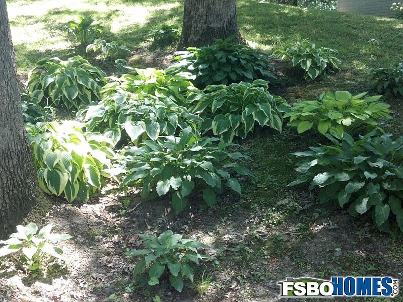 Hosta bed