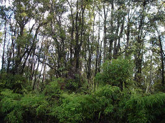 1st image of Road 9 Koloa Maoli Lot 5484