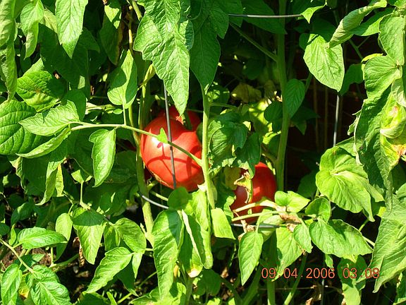 tomato garden