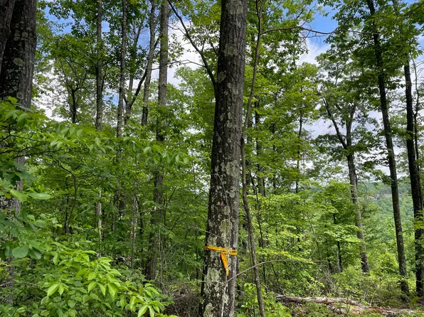 831 Heavenly Ln, Frenchburg, KY 40322