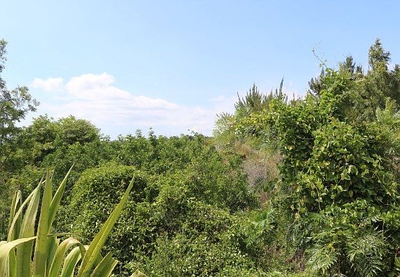 4th image of King Kamehameha Blvd Lot 31
