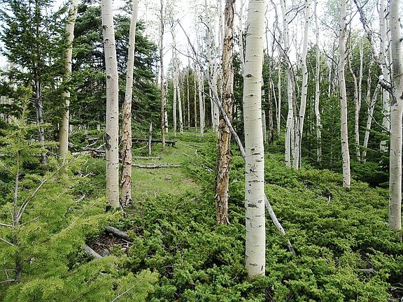 5th image of Tbd Copper Mountain Road