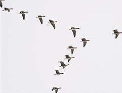 Lots of Geese and Ducks