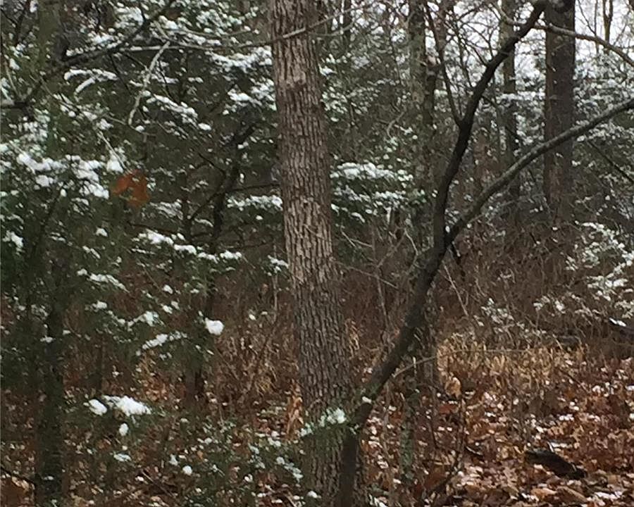 1st image of 10516 Eagles Nest Dr
