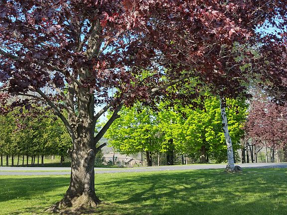 Red maple in front yard