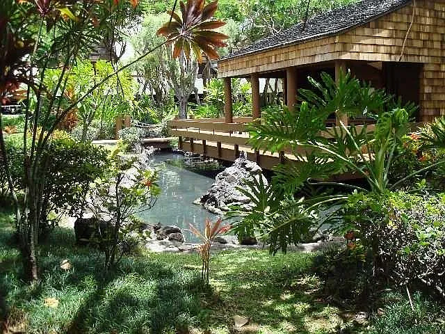 Garden and koi pond