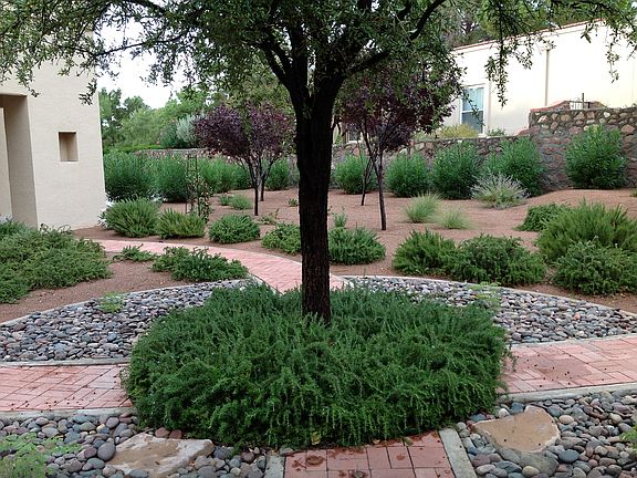 Back yard