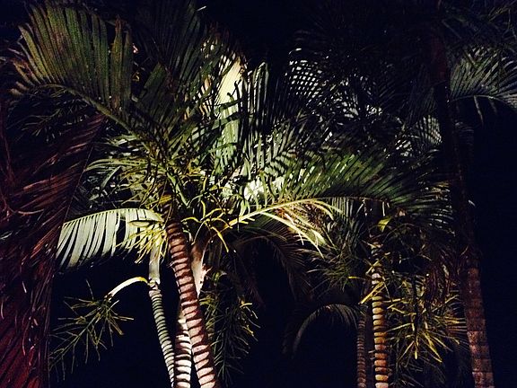 Palm trees at night