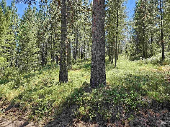 5th image of Forest Cir