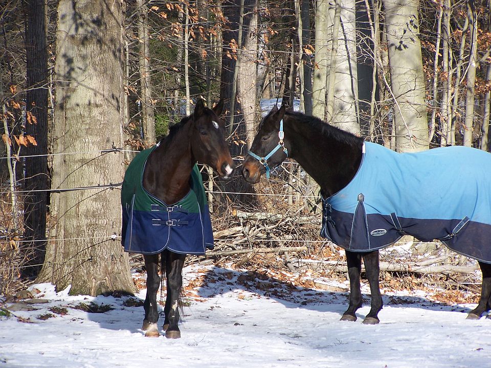 Horses not included