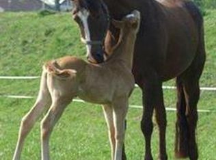 354 Goff Rd, Schuylerville, NY 12871