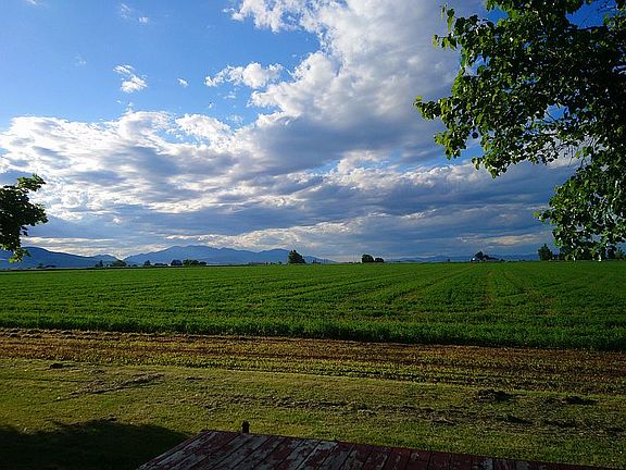 Back yard view