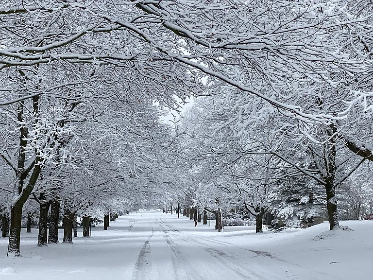 Winter view of the canopied street in front of the Red Maple Retreat.