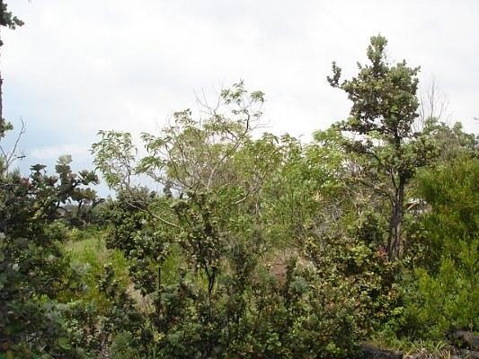 4th image of Pineapple Pkwy Lot 20