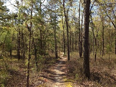 woods