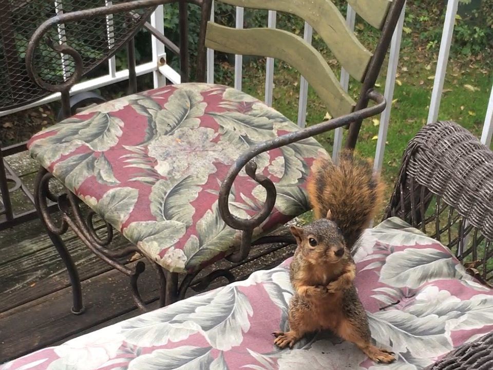 Squirrels visiting in the fall