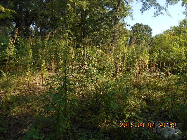 2nd image of 15370 County Road 336