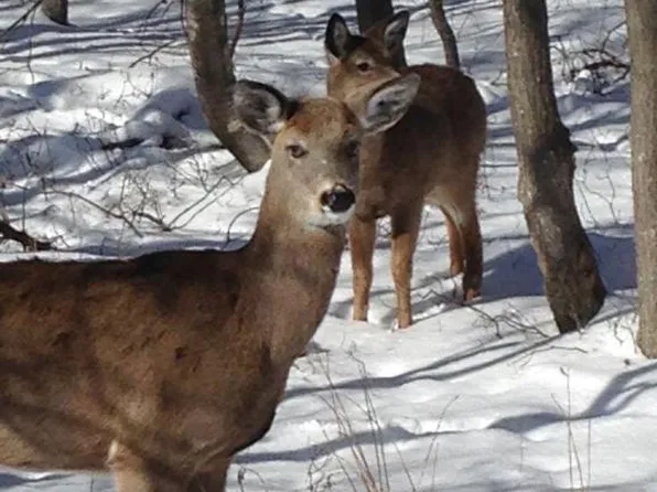 Spring Ct, Bushkill, PA 18324