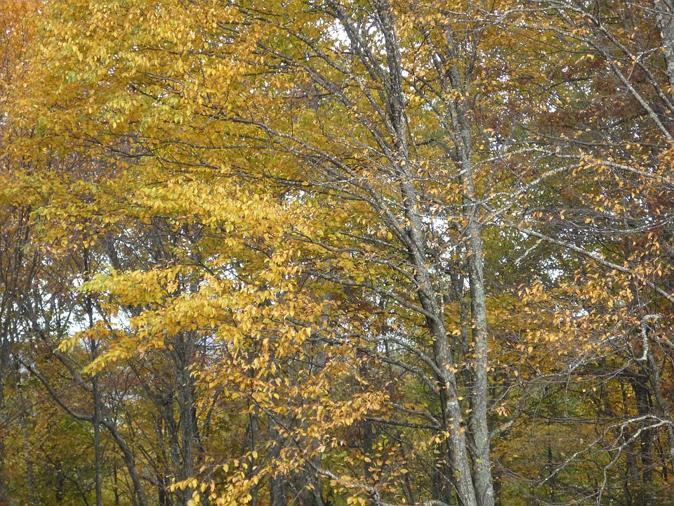 Fall leaves changing.