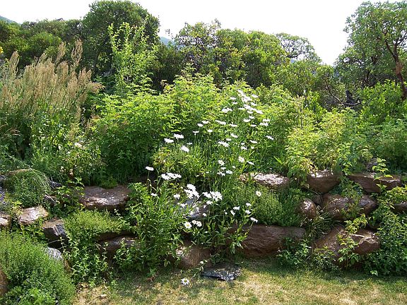 Herbs, asparagus, flowers