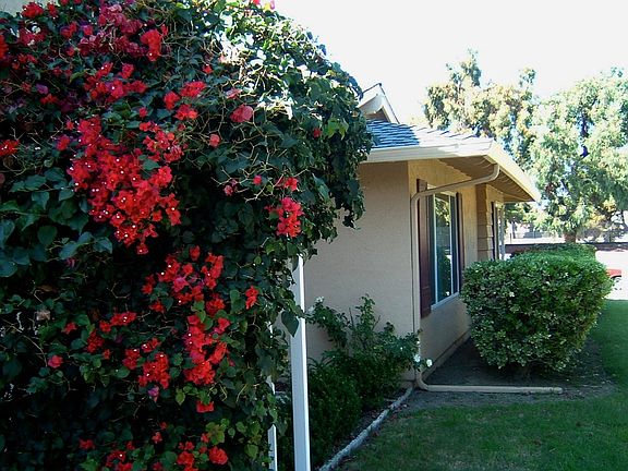 Side Yard