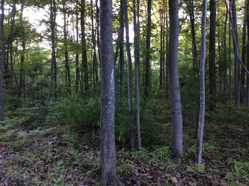 2nd image of S Stevens Rd
