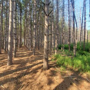 Jack Pine Rd, Sturgeon Bay, WI, 54235
