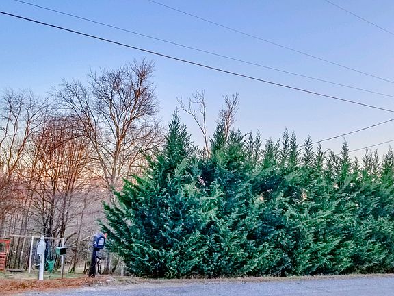 Leland Cypress Trees