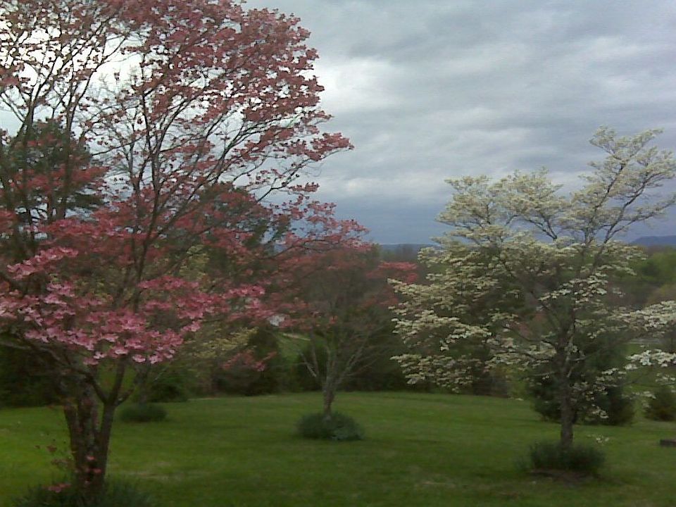 Front yard dogwoods