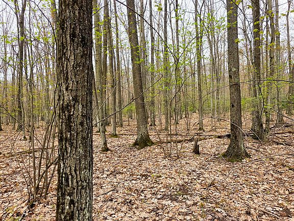 5th image of LOT 17 Miles Way