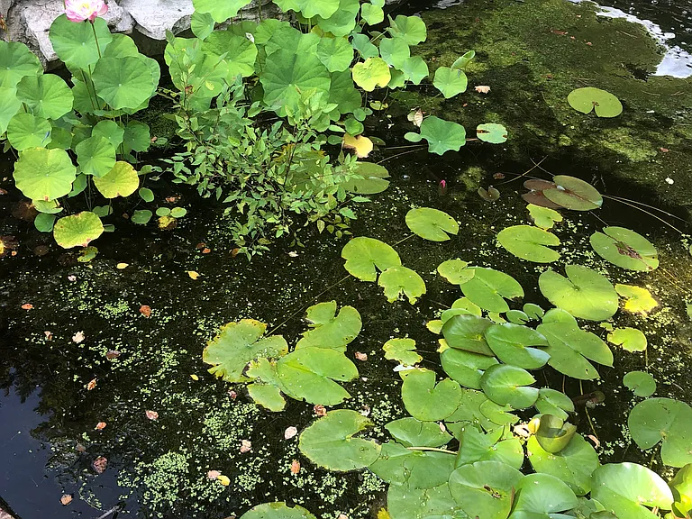 Koi Pond