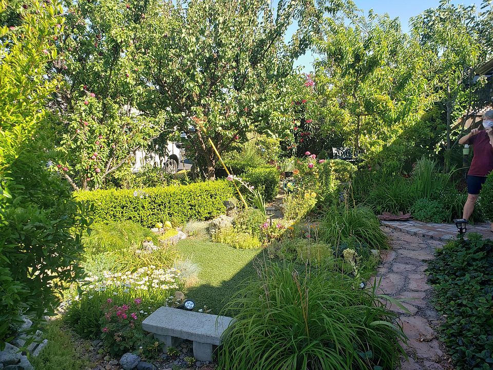 Lovingly landscaped front yard with a variety of fruit trees and flowering bushes