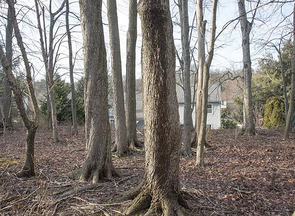 Lot is wooded at the rear