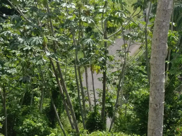 Bo Montoso Rd #339, Mayaguez, PR 00680