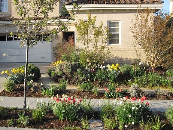 Frontyard - low maintenance
