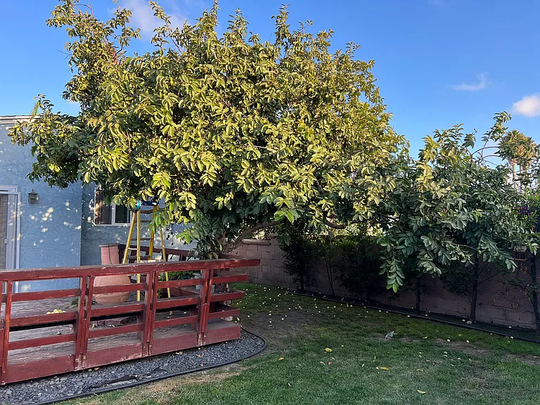The guava tree bears fruit around October and November.