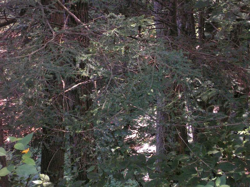 3rd image of LOWER Road