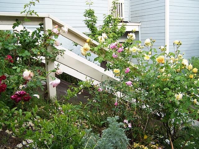 spring and summer roses in front entry