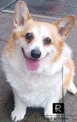 Rented by R New York