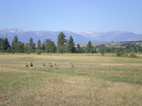 Lots of bird population