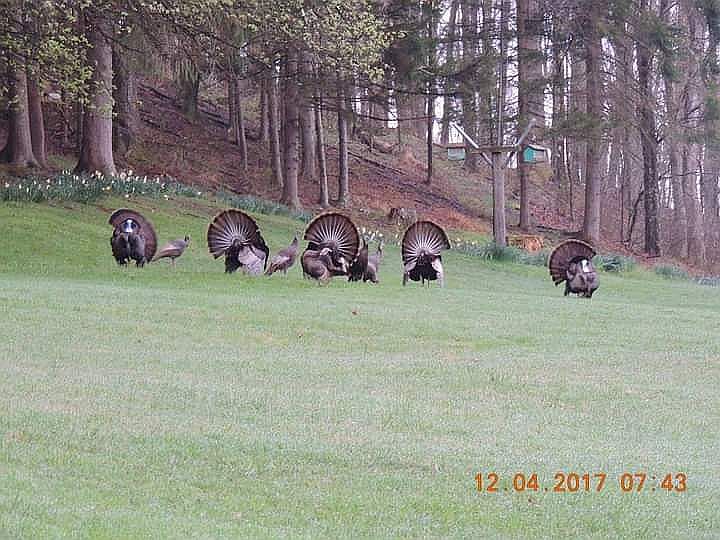 Wild turkeys in the back yard