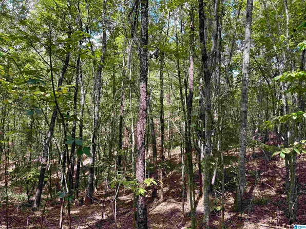 Lane Branch Rd #11.74, Wedowee, AL 36278