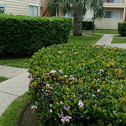 2nd image of 3506 Cove View Blvd APT 507
