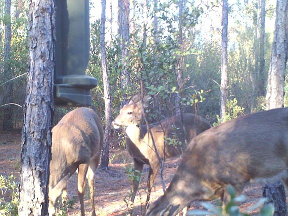 2nd image of 0 SW Wire Rd