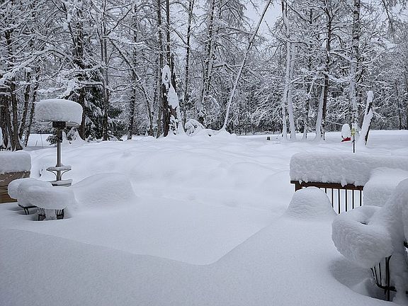 Back yard 12/2021