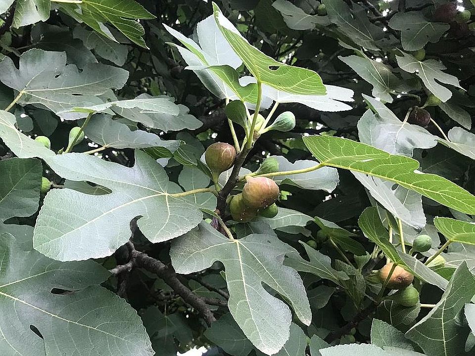 Fig Tree