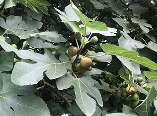 4804 Little White Pine Ct, Apex, NC 27539